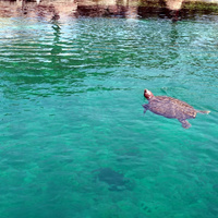 oceanograffic-valencia_48518941191_o.jpg
