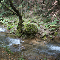 IMG_5238.jpeg